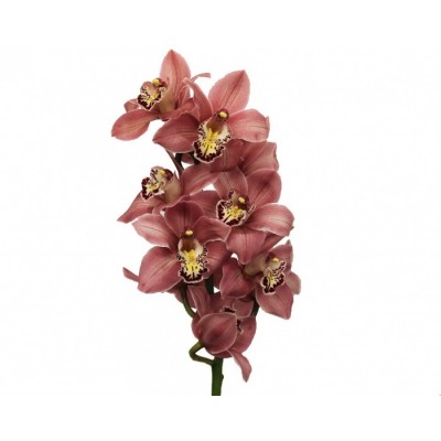 Орхидея Бордо