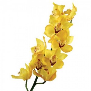 Орхидея Желтая