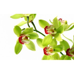 Орхидея Зеленая