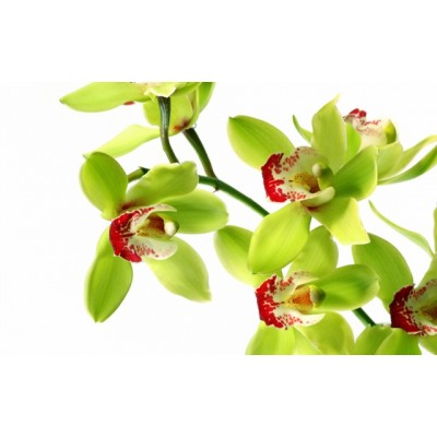 Орхидея Зеленая